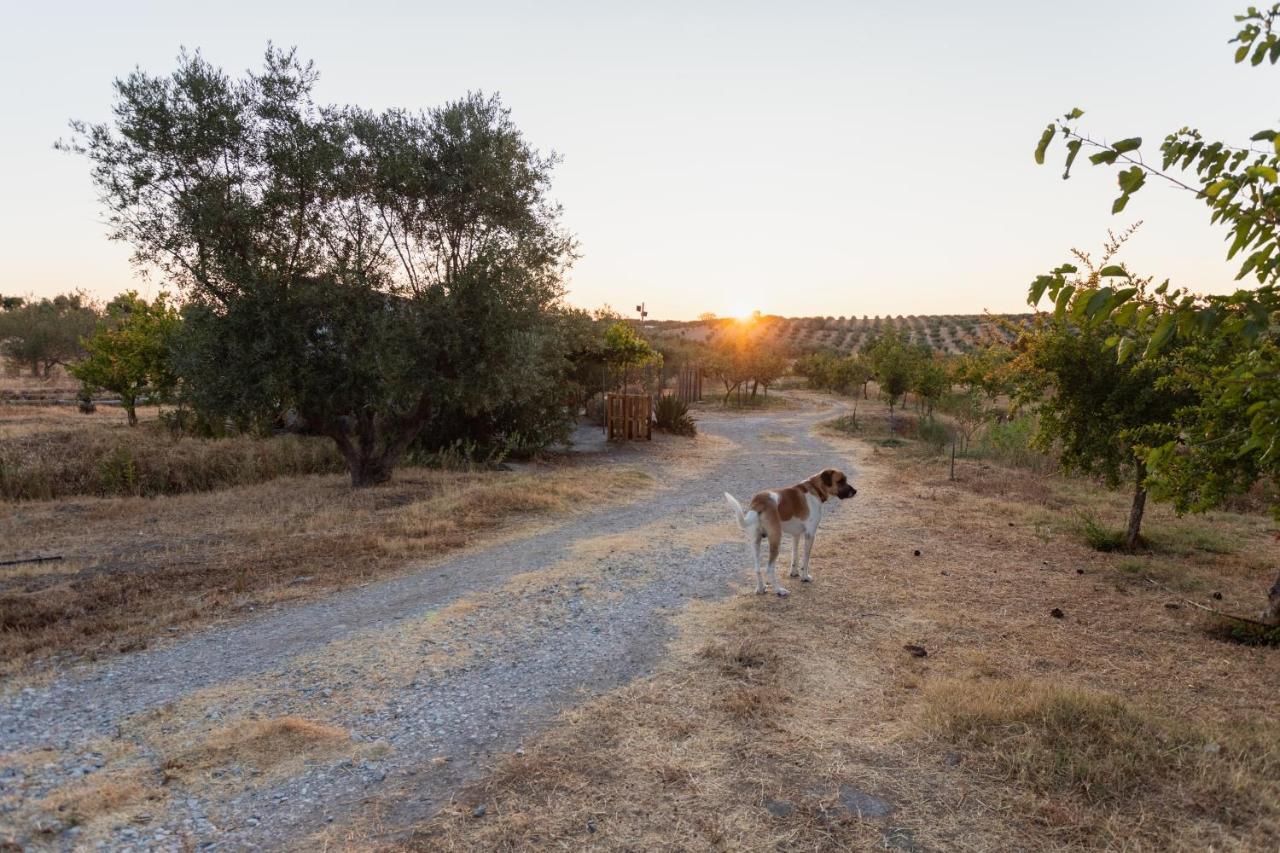 Monte Da Estrela - Country House & Spa โมรา ภายนอก รูปภาพ